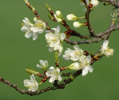 Bourgeons et fleurs de Prunus