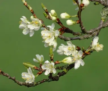 Bourgeons et fleurs de Prunus