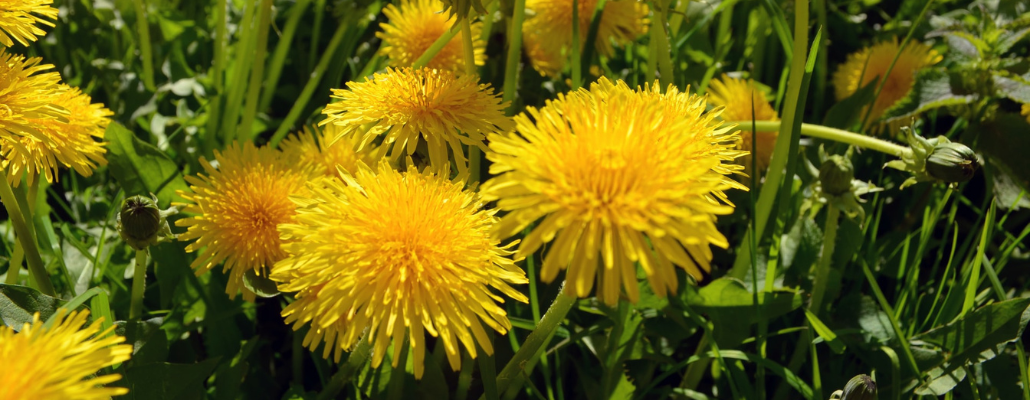 Pissenlit : recette, culture et bienfaits de cette fleur sauvage