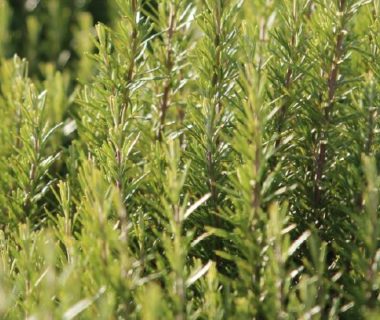 Sauge officinale : culture et tisane - Terre Vivante - Vertus des plantes