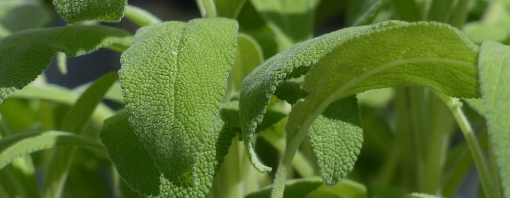 Récolte et conservation de la sauge officinale