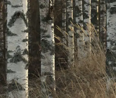 Sève de bouleau : bienfaits d’une eau détoxifiante 1