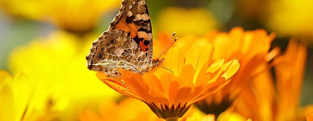 Photo d'un papillon sur un souci