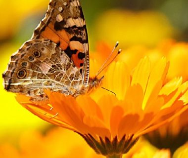 La camomille : une fleur aux multiples bienfaits - Terre Vivante