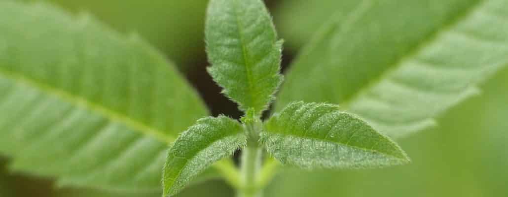 Verveine citronnelle : culture et bienfaits - Terre Vivante