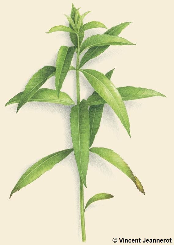 Verveine citronnelle : culture et bienfaits - Terre Vivante