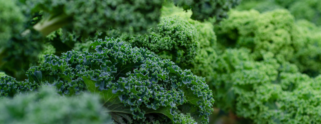 Brocoli : semer, cultiver, récolter