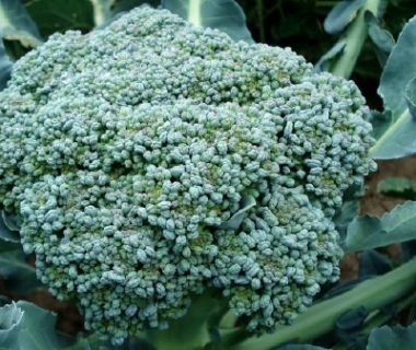 chou brocoli