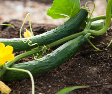 Comment cultiver des plants de concombre dans mon potager ?