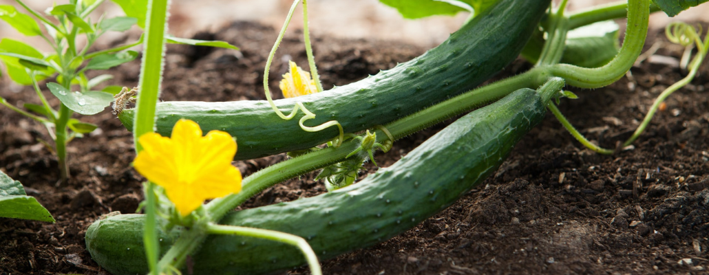 Comment cultiver des plants de concombre dans mon potager ? 1