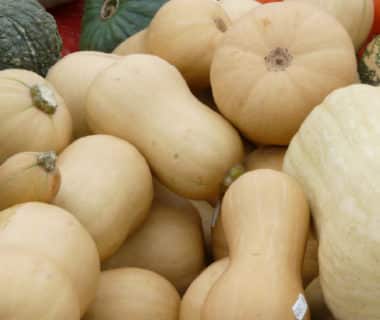 Variétés de courges musquées