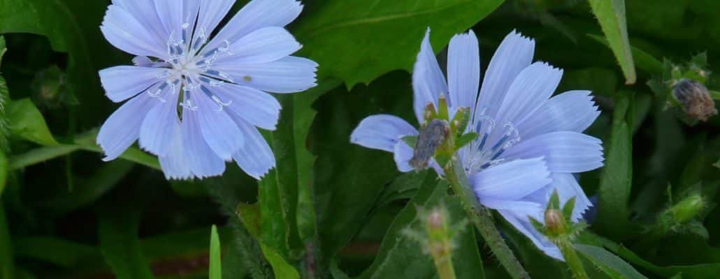 Fleurs de chicorée sauvage