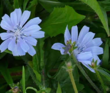 Fleurs de chicorée sauvage