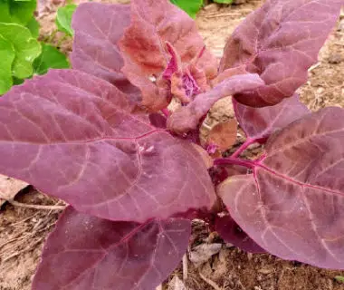 Atriplex hortensis pourpre