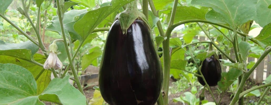 Aubergine à la peau noire