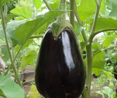 Aubergine à la peau noire