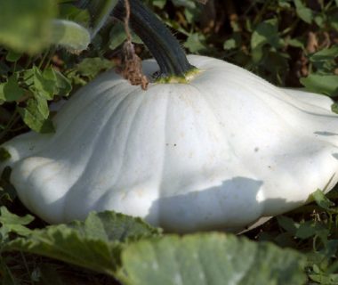 Pâtisson dans le potager