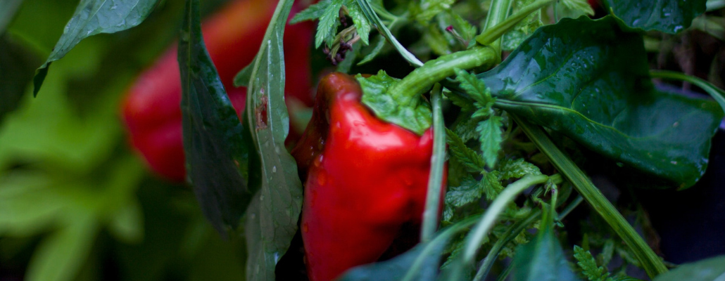 Nos graines potagères de piment doux des Landes - La Bonne Graine