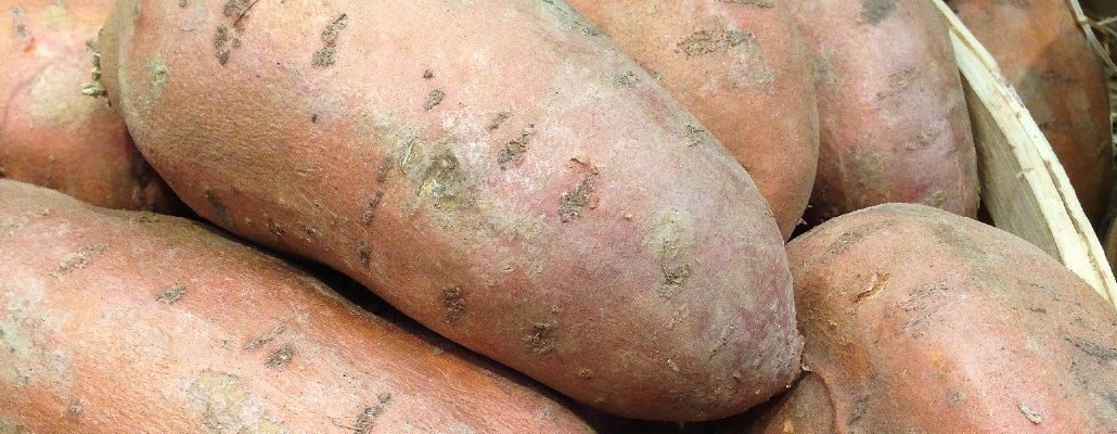 Tubercules de patate douce