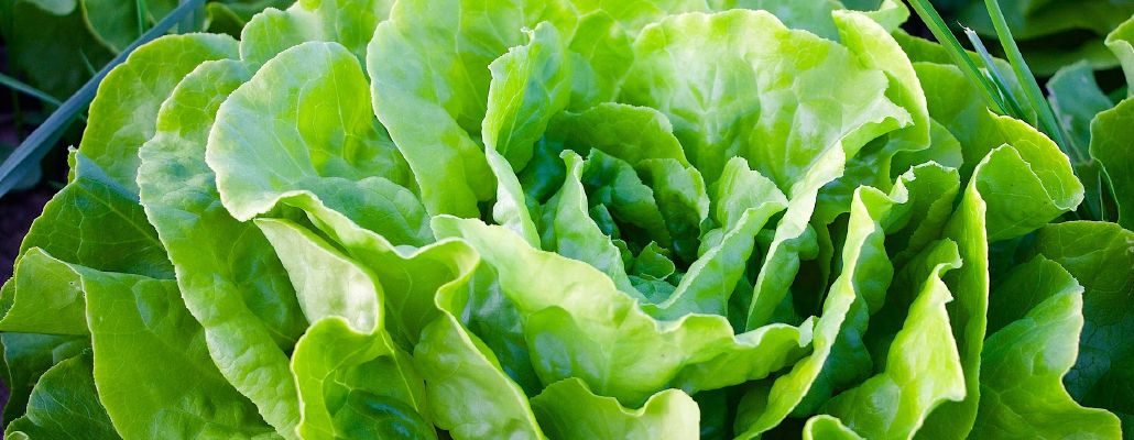 Laitue dans le potager