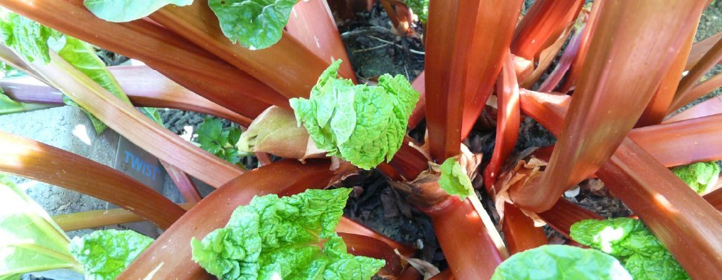 Plant de rhubarbe rouge