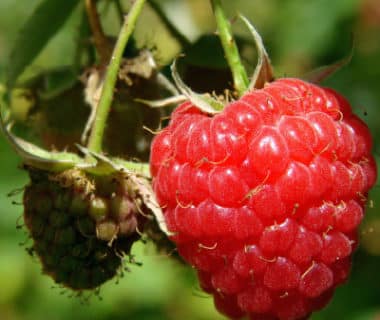 Récolte de framboises