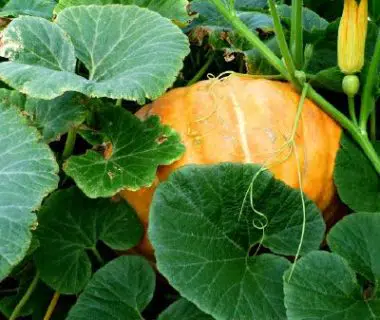 Potiron dans le potager