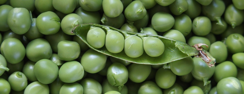 Comment cultiver les pois dans le potager bio ?