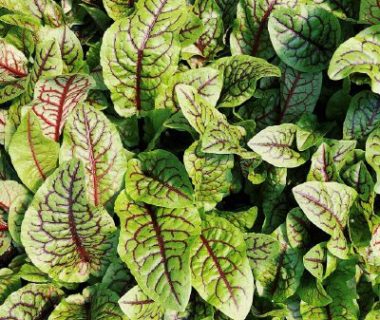 Variété d'oseille aux veines rouges