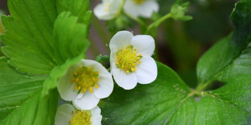 Fleurs blanches du fraisier