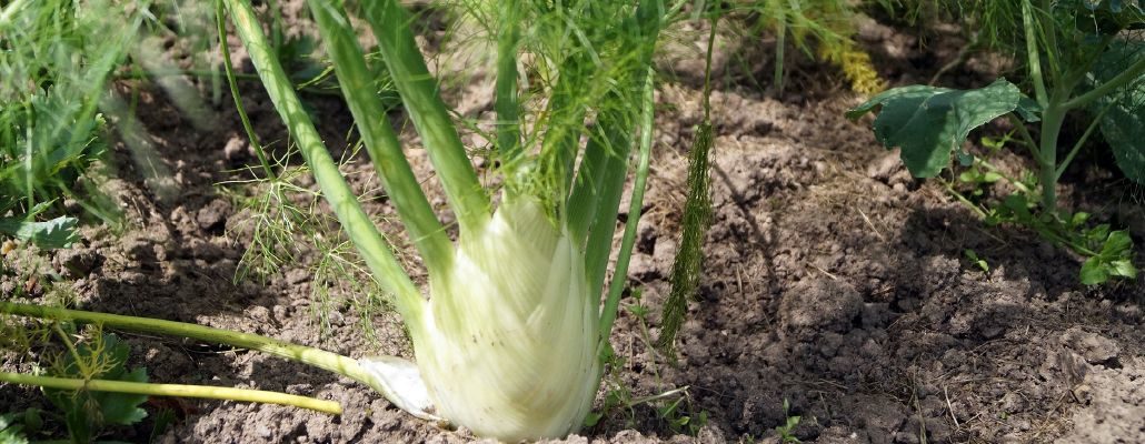 Fenouil dans un potager