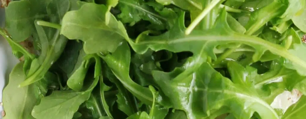 Culture de la roquette au potager bio