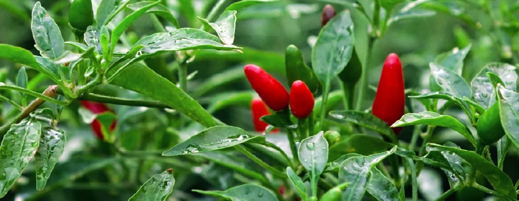 PLANT PIMENT FORT - Les Jardins de Nini