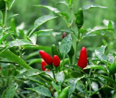 Cultiver le piment