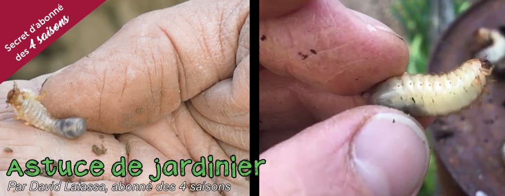 Différencier une larve de cétoine de la larve du hanneton (ver blanc)