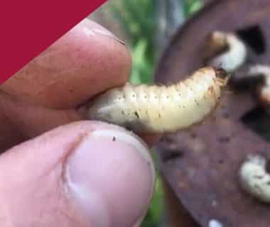 Différencier une larve de cétoine de la larve du hanneton (ver blanc) 1