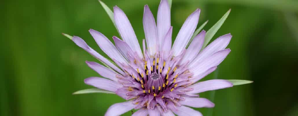 Fleur violette du salsifis