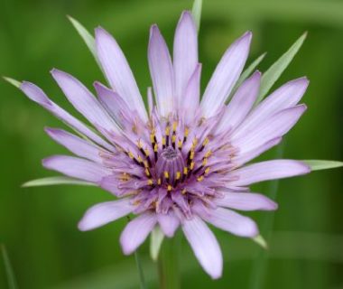 Fleur violette du salsifis