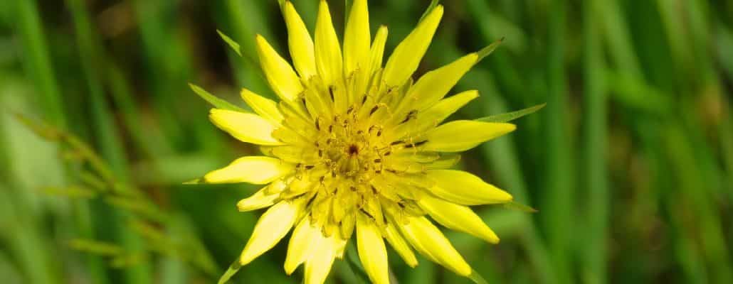 Fleur de scorsonère