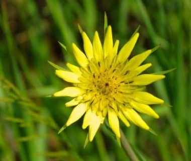 Fleur de scorsonère