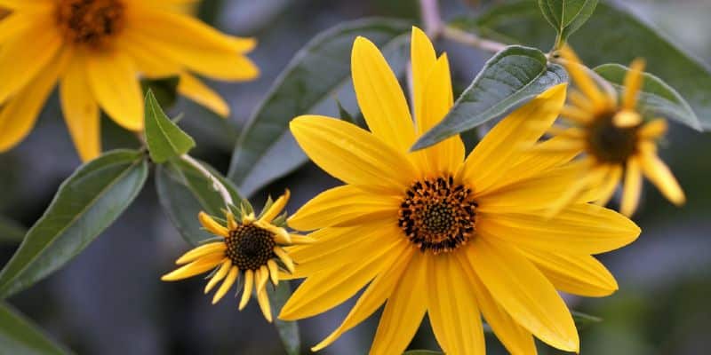 Fleurs de topinambour