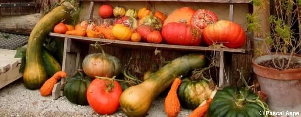 Multiples courges et cucurbitacées oranges, jaunes et verts disposés sur un banc