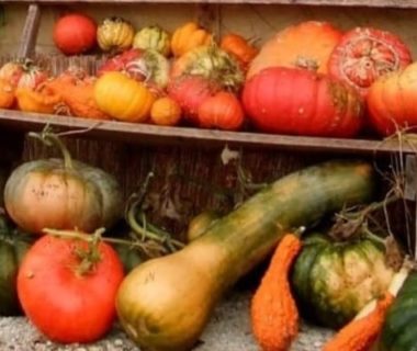 Multiples courges et cucurbitacées oranges, jaunes et verts disposés sur un banc