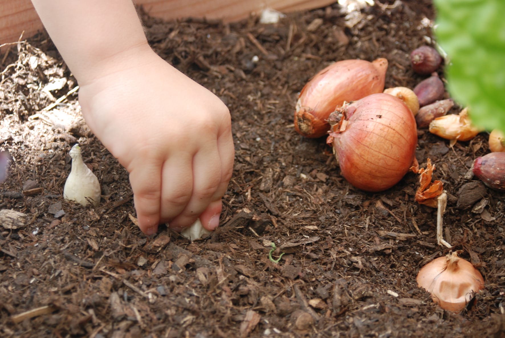 Animer au jardin avec des enfants