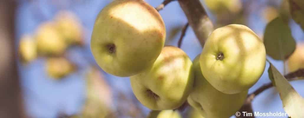 Quatre pommes vertes sur une branche