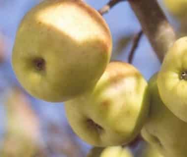 Quatre pommes vertes sur une branche