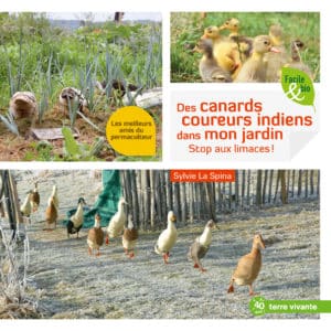 Des canards coureurs indiens dans mon jardin