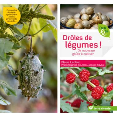 Drôles de légumes !