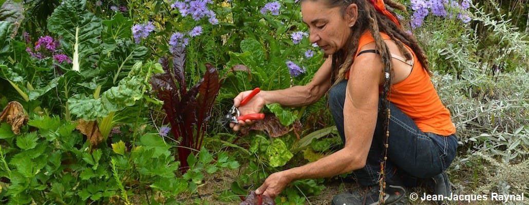 Une femme qui récolte des feuilles de blettes dans son potager