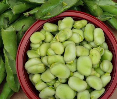 Nos graines feve fève extra précoce a grano violetto - La Bonne Graine